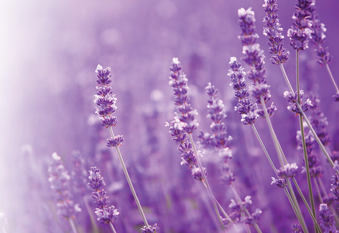 Acoperă-te cu o pilotă ușoară cu esență relaxantă de lavandă.